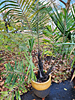 Arenga engleri - Formosa Palm