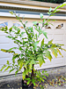Caryota mitis - Clustering Fishtail Palm