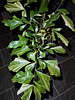 Caryota mitis 'variegata' - Variegated Clustering Fishtail Palm
