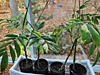 Chamaedorea adscendens- Velvet Palm