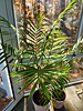 Chamaedorea hooperiana - Hoopers Palm