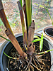 Chamaedorea hooperiana - Hoopers Palm