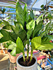 Chamaedorea metallica - Metallic Palm