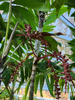 Ptychosperma waitianum