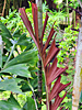 Ptychosperma waitianum