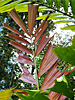 Ptychosperma waitianum