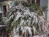 Rhapidophyllum hystrix - Needle Palm