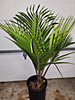 Rhopalostylis sapida - Nikau Palm