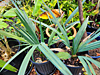 Sabal mexicana - Rio Grande Palmetto
