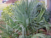 Sabal minor - Dwarf Palmetto