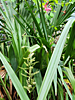 Sabal minor - Dwarf Palmetto