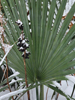 Sabal minor - Dwarf Palmetto 'Louisiana'