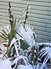 Sabal minor - Dwarf Palmetto 'Louisiana'