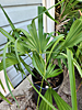 Sabal tamaulipensis - Tamaulipas Palmetto