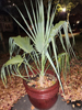 Sabal uresana - Sonoran Palmetto