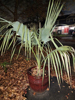 Sabal uresana - Sonoran Palmetto