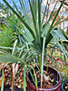Sabal uresana - Sonoran Palmetto