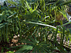 Trachycarpus fortunei - Chinese Windmill Palm