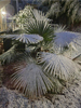 Trachycarpus fortunei - Chinese Windmill Palm 'Bulgarian'