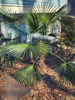 Trachycarpus fortunei - Chinese Windmill Palm 'Bulgarian'