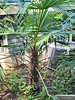 Trachycarpus fortunei - Chinese Windmill Palm 'Bulgarian'