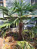 Trachycarpus fortunei - Chinese Windmill Palm 'Bulgarian'