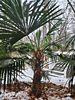 Trachycarpus fortunei - Chinese Windmill Palm 'Bulgarian'