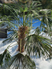 Trachycarpus fortunei - Chinese Windmill Palm 'Bulgarian'
