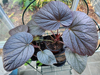 Begonia 'U508' - (Malaysia)