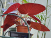 Begonia 'U508' - (Malaysia)