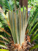 Cycas revoluta