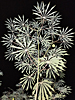 Manihot grahamii - Hardy Tapioca