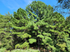 Pinus taeda - Loblolly Pine
