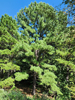 Pinus taeda - Loblolly Pine