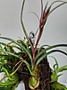 Tillandsia pseudobaileyi - Striped Air Plant