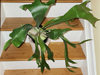 Platycerium bifurcatum - Elkhorn Fern