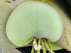 Platycerium bifurcatum - Elkhorn Fern