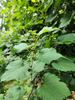 Ampelopsis glandulosa - Porcelain Berry