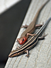 Plestiodon fasciatus - American Five-lined Skink