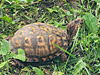 Terrapene carolina carolina - Eastern Box Turtle