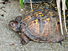 Terrapene carolina carolina - Eastern Box Turtle